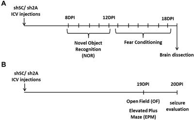 Reduced Expression of Hippocampal GluN2A-NMDAR Increases Seizure Susceptibility and Causes Deficits in Contextual Memory